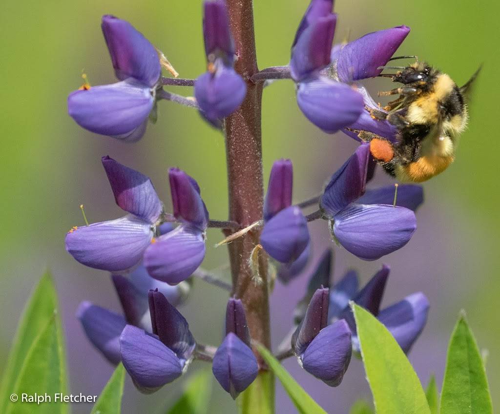 Lupine Jpg