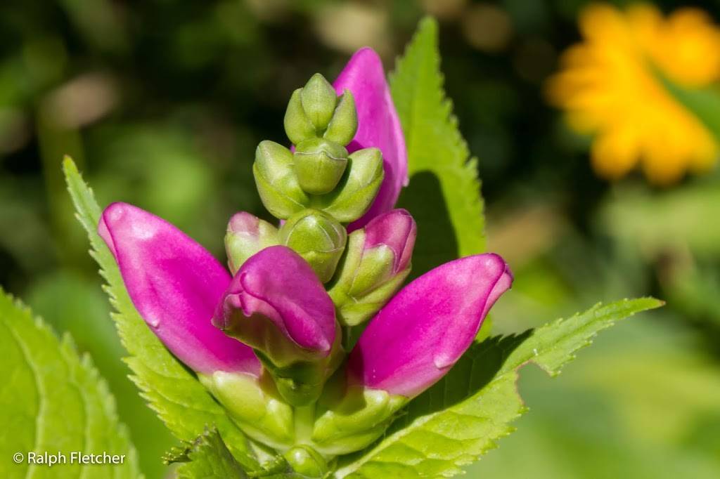 Lupine Jpg