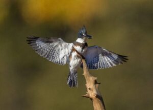 Kingfisher (c) Ralph Fletcher