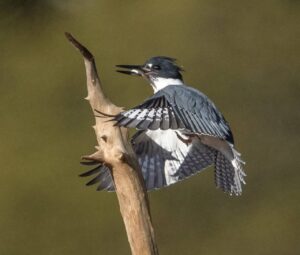 Kingfisher (c) Ralph Fletcher