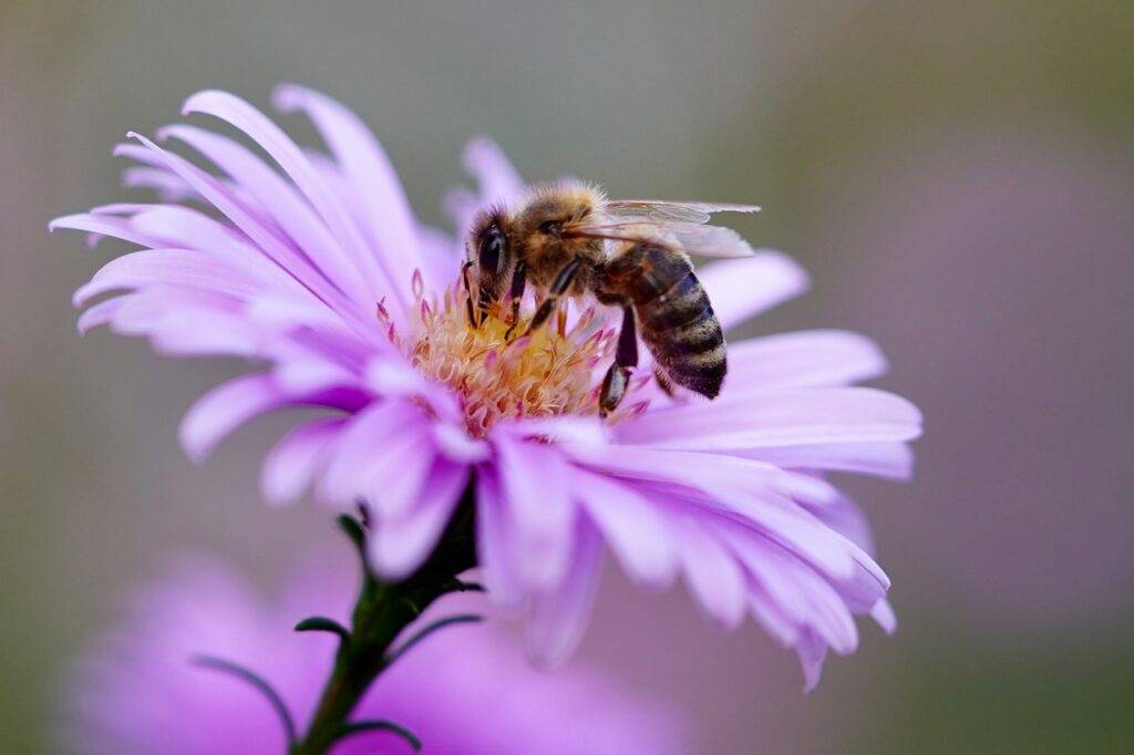 Bee on a purple flower