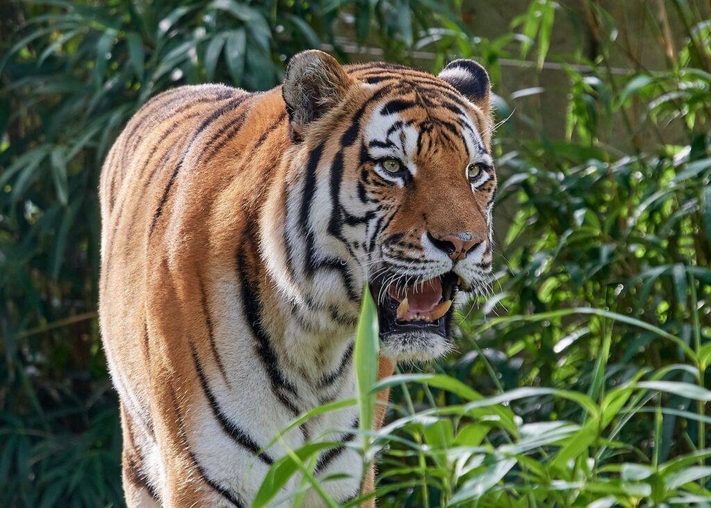 tiger beside plants