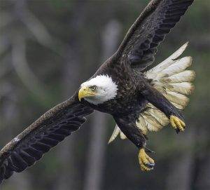 Eagle photo copyright Ralph Fletcher