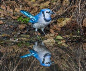 Bluejay Reflection