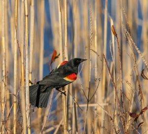 Red-winged Blackbird
