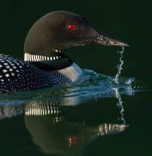 Loon at night