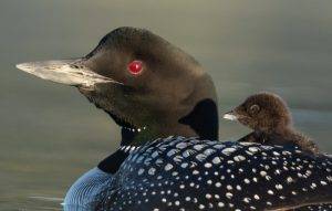 Loon family